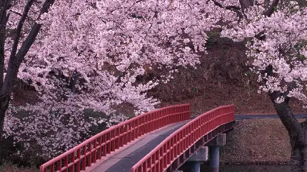 چاپ پوستر تصویر دوست داشتنی درخت پرگل با کیفیت بالا