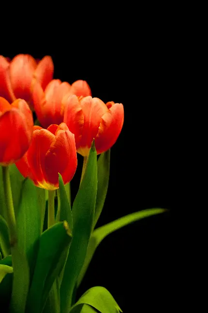 عکس زیبا از دسته گل لاله قرمز با جزئیات ظریف