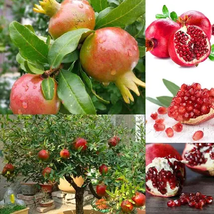 عکس حرفه ای میوه انار با کیفیت بالا برای بنر تبلیغاتی