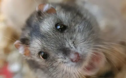 عکس طوسی برای پروفایل