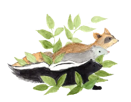 چاپ پوستر عکس نقاشی بسیار زیبای سمور PNG بدون پس زمینه