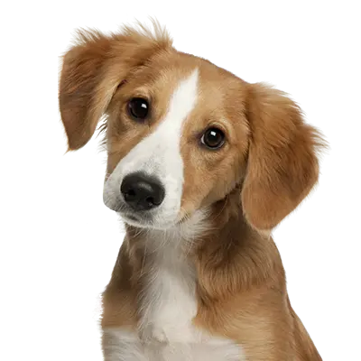 عکس سگ بزرگ