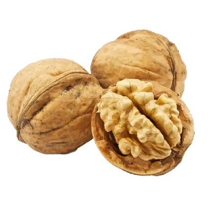 عکس PNG گردو با طراحی زیبا و طبیعی