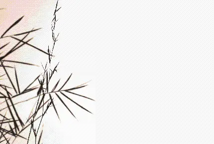 چاپ پوستر زیباترین عکس بامبو با کیفیت بالا برای موبایل و دسکتاپ