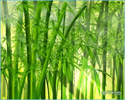 چاپ پوستر تصویر زمینه دسکتاپ بامبو با کیفیت Full HD برای دانلود