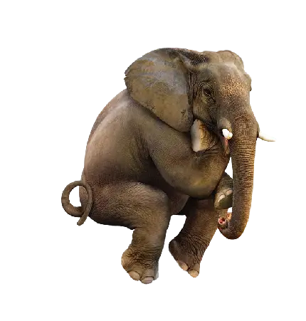 فیل واقعی PNG