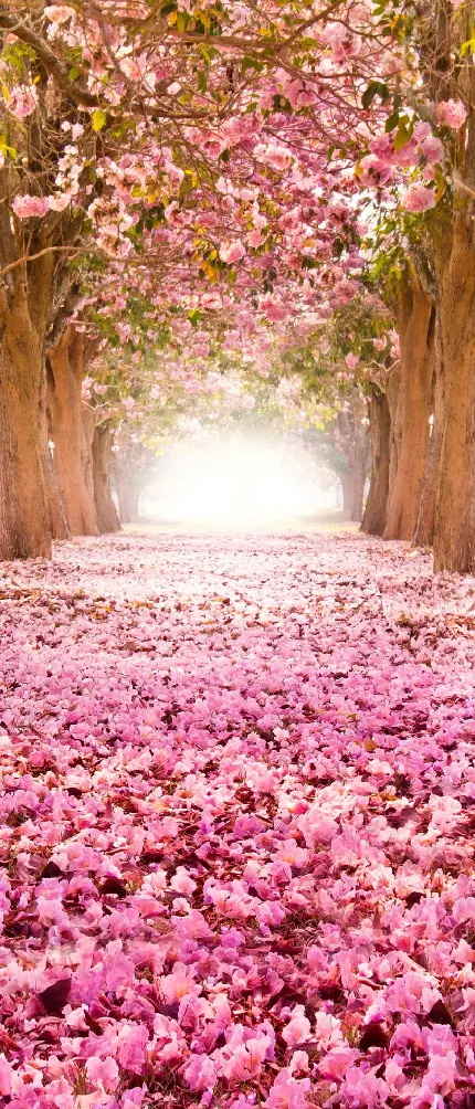 عکس زمینه گل بهاری با کیفیت بالا برای موبایل