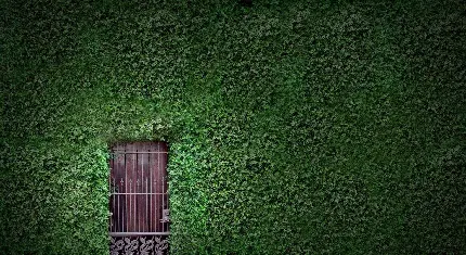 بک گراند شگفت‌انگیز معماری سبز Ultra HD