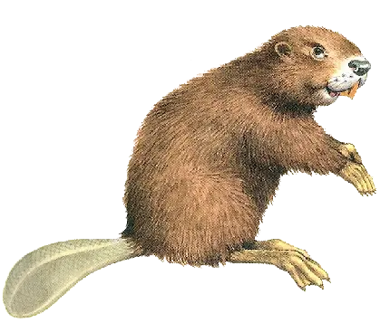 سگ آبی