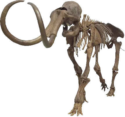 فیل واقعی PNG