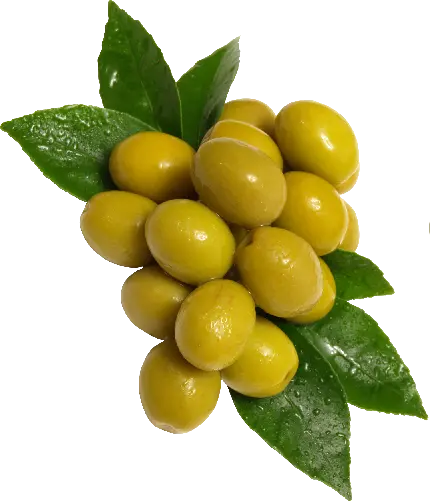 دانلود عکس پی ان جی png دور بری شده رایگان زیتون