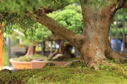 دانلود عکس بونسای با جزئیات