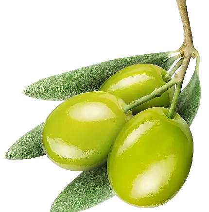 دانلود عکس پی ان جی png  دور بری شده رایگان زیتون