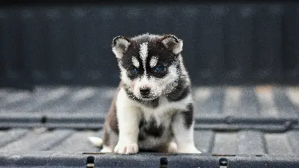 عکس سگ بزرگ