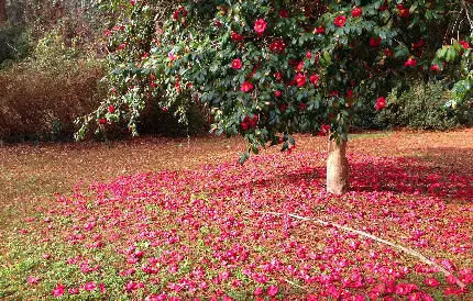 چاپ پوستر عکس دوست داشتنی شکوفه های سفید با کیفیت HD