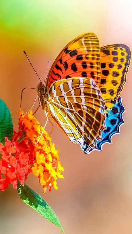 دانلود عکس استوک پروانه نشسته روی گل برای آیفون 