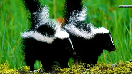 عکس پروفایل دونفره خفن عاشقانه تاوبیو