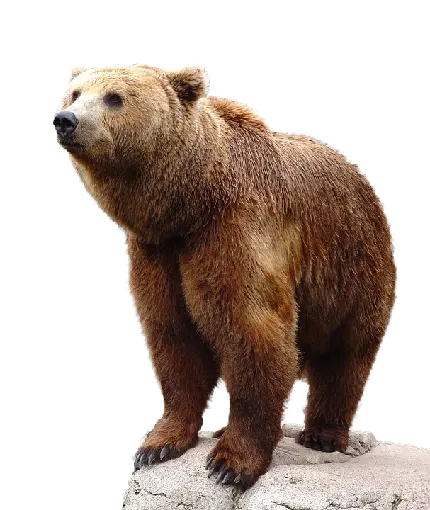 فایل باکیفیت و زمینه شفاف از خرس با فرمت PNG