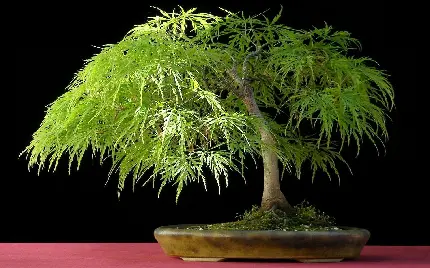 عکس درخت بونسای با پس‌زمینه تاریک