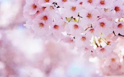 چاپ پوستر تصویر جذاب درخت بهاری با کیفیت 4K