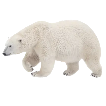 چاپ پوستر دانلود عکس زمینه کاملا رایگان و باکیفیت از خرس سفید PNG