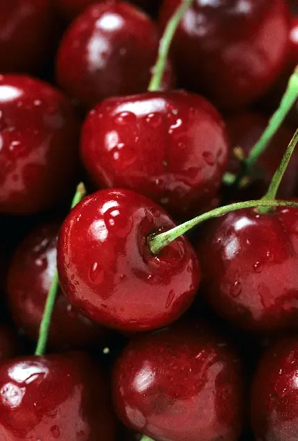 عکس ماکرو از گیلاس های رسیده با شبنم