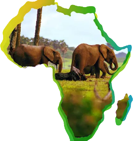 فیل آفریقا واقعی PNG