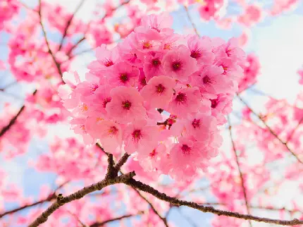 چاپ پوستر عکس جذاب شکوفه های صورتی با کیفیت Ultra HD