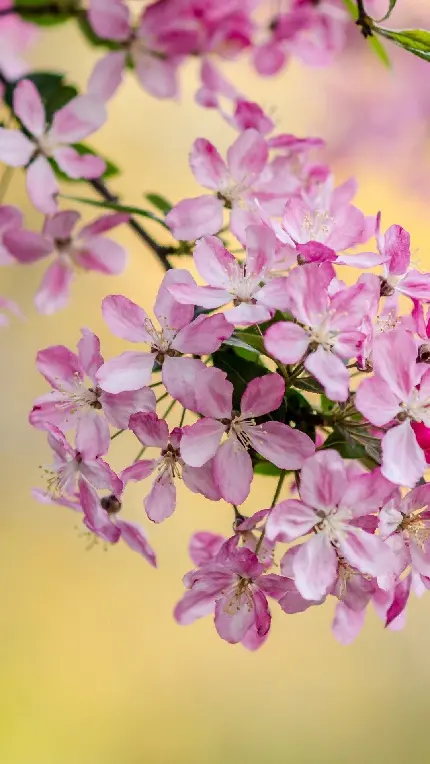 عکس ماکرو از گل های بهاری با قطره باران کیفیت بالا