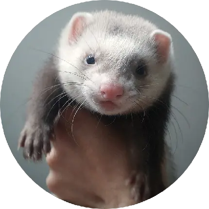 عکس برای هایلایت بنفش