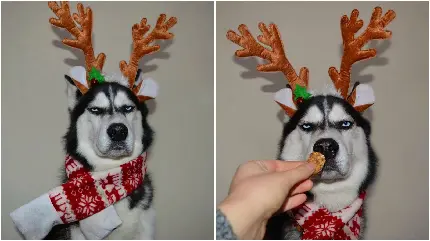 عکس کریسمس کارتونی