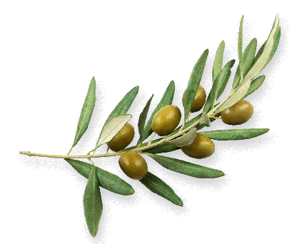 دانلود تصاویر PNG زیتون برای ساخت پوسترهای تبلیغاتی