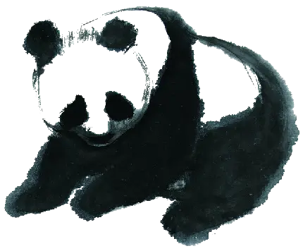 تصویر پروفایل PNG نقاشی پاندا دوربری شده و آماده فتوشاپ