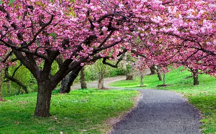 چاپ پوستر عکس جذاب شکوفه های بهاری با کیفیت Ultra HD