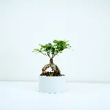 چاپ قاب موبایل و گوشی بونسای سنتی ژاپنی با طراحی مینیمال