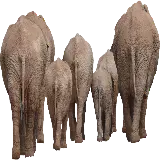 چاپ قاب موبایل و گوشی تصویر گله فیل واقعی دور بریده شده PNG