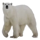 چاپ قاب موبایل و گوشی دانلود رایگان عکس پس زمینه خرس سفید PNG