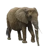 چاپ قاب موبایل و گوشی عکس فیل طبیعی بدون پس‌زمینه