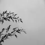 چاپ قاب موبایل و گوشی والپیپر دسکتاپ بامبو با کیفیت Full HD و 4K