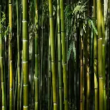 چاپ قاب موبایل و گوشی والپیپر بامبو با کیفیت 4K و رزولوشن بالا برای موبایل