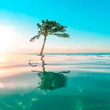 چاپ قاب موبایل و گوشی قشنگ ترین والپیپر نخل نئونی برای موبایل