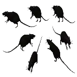 چاپ قاب موبایل و گوشی موش نقاشی PNG