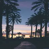 چاپ قاب موبایل و گوشی ناب ترین بک گراند نخل نئونی با کیفیت 4K