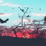 عکس سیلوئت پرندگان روی شاخه درخت