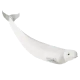 چاپ قاب موبایل و گوشی عکس پی ان جی نهنگ بلوگا واقعی با کیفیت فول اچ دی