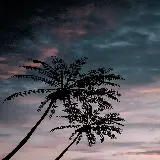 چاپ قاب موبایل و گوشی بی نقص ترین بک گراند نخل نئونی با کیفیت HD