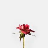 زیباترین عکس گل رز قرمز در حال شکوفایی