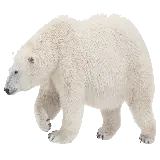 چاپ قاب موبایل و گوشی تصوبر پس زمینه خیره کننده و دیدنی خرس سفید PNG