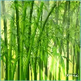 چاپ قاب موبایل و گوشی تصویر زمینه دسکتاپ بامبو با کیفیت Full HD برای دانلود