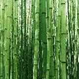 چاپ قاب موبایل و گوشی بک گراند مینیمال بامبو با کیفیت Full HD و 4K